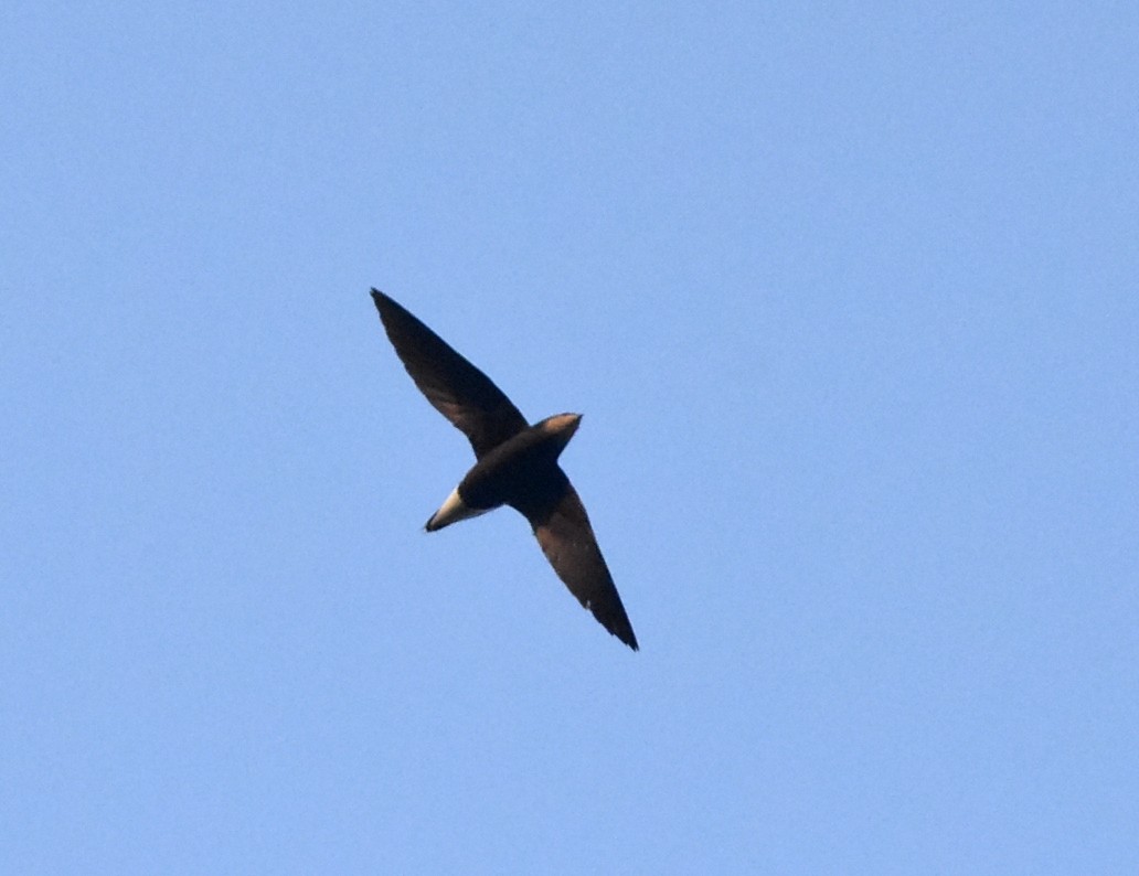 Silver-backed Needletail - He Ji-geng