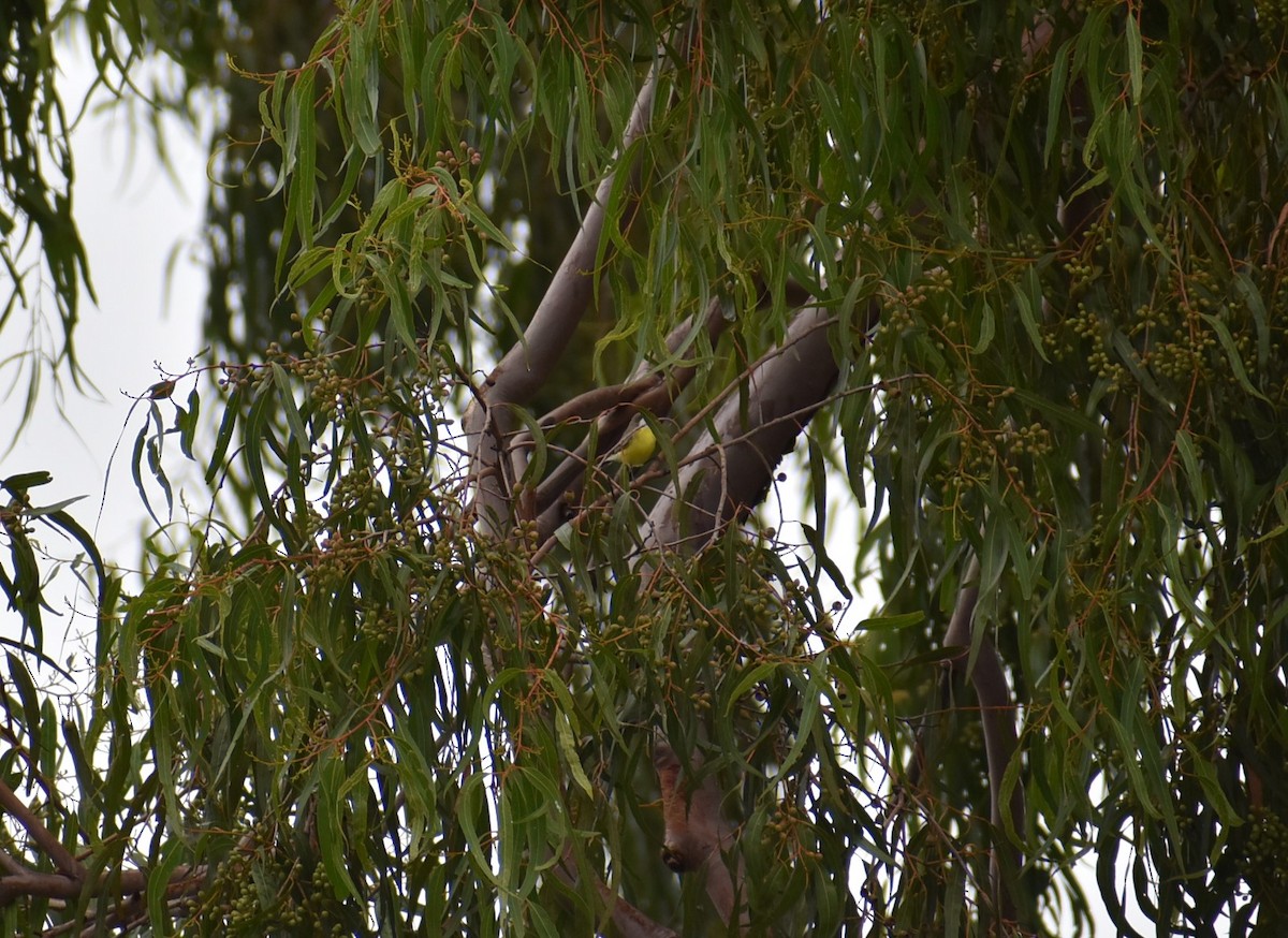 White-throated Gerygone - Anonymous