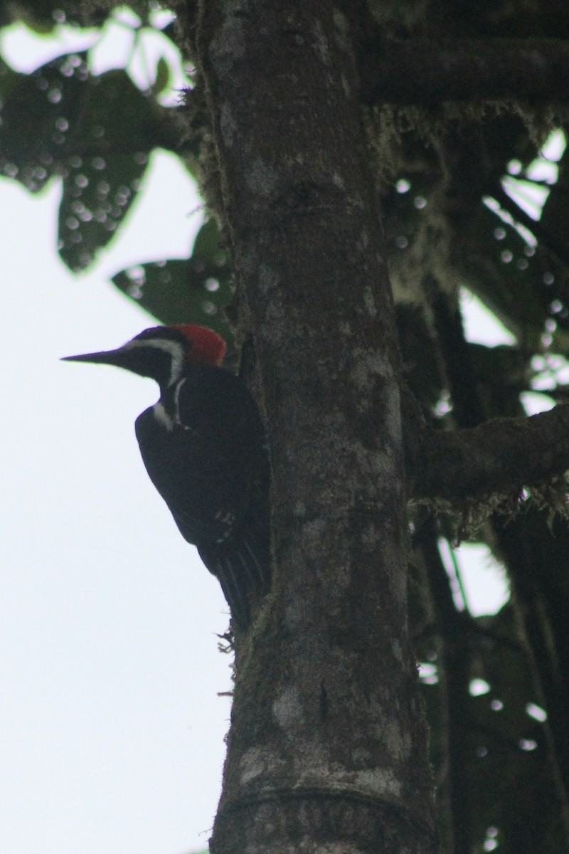 Powerful Woodpecker - ML616501253