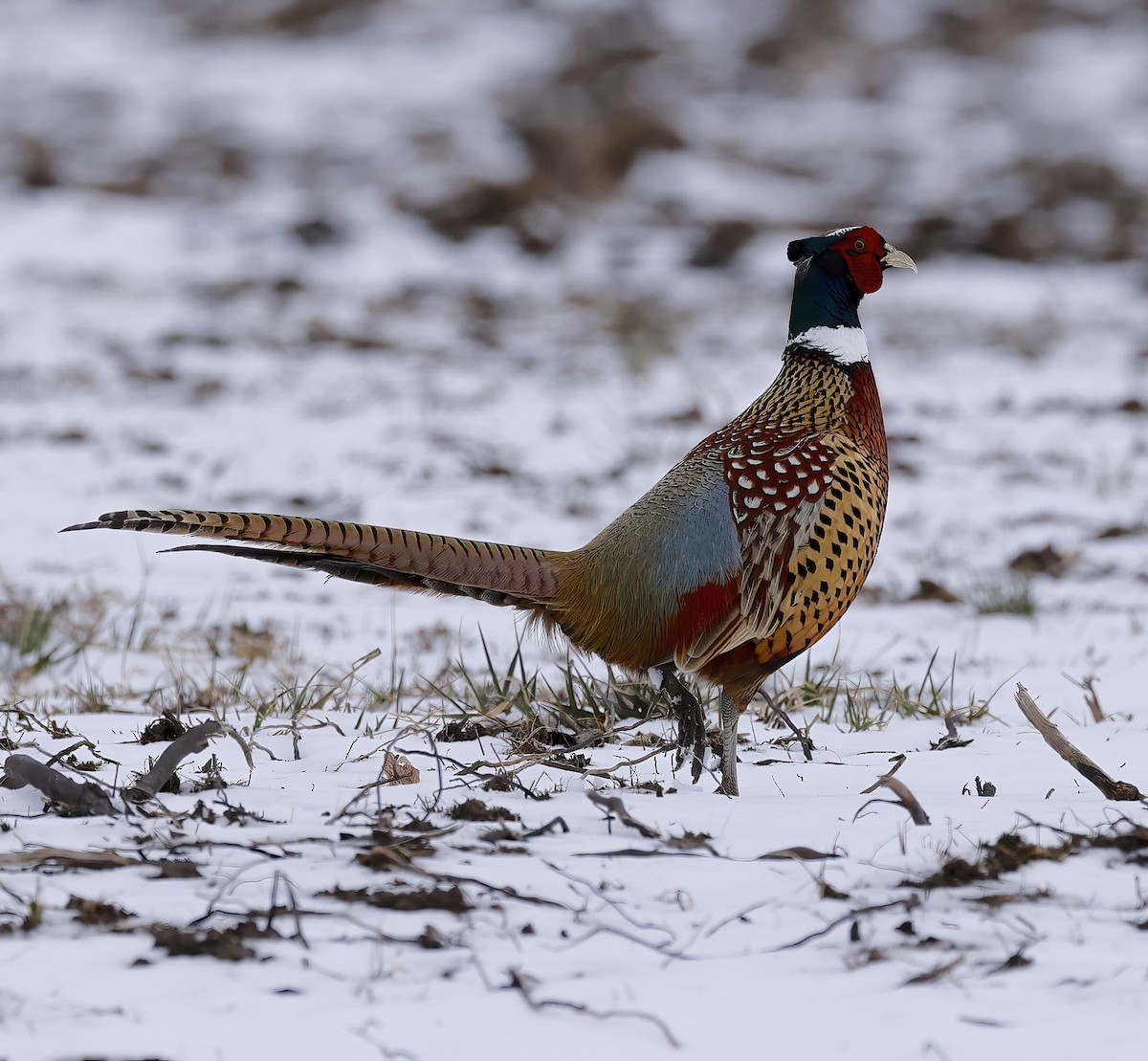 Ring-necked Pheasant - ML616501277