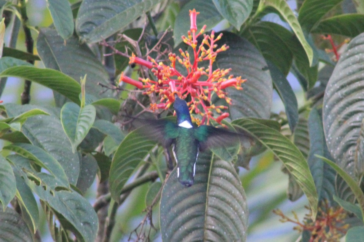 kolibřík bělokrký - ML616501292