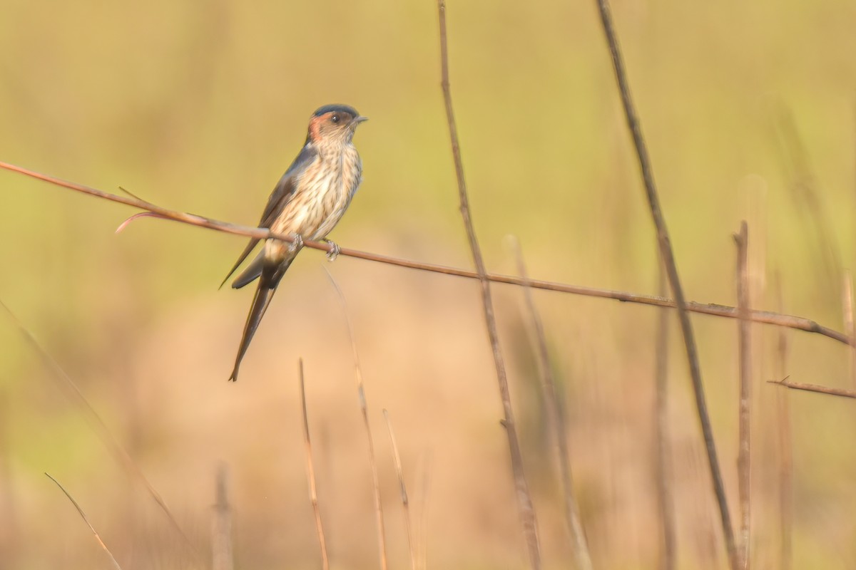 Red-rumped Swallow - ML616501318