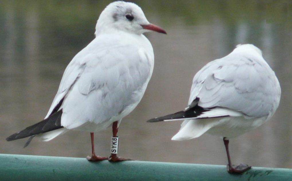 Black-headed Gull - Jiří Šafránek