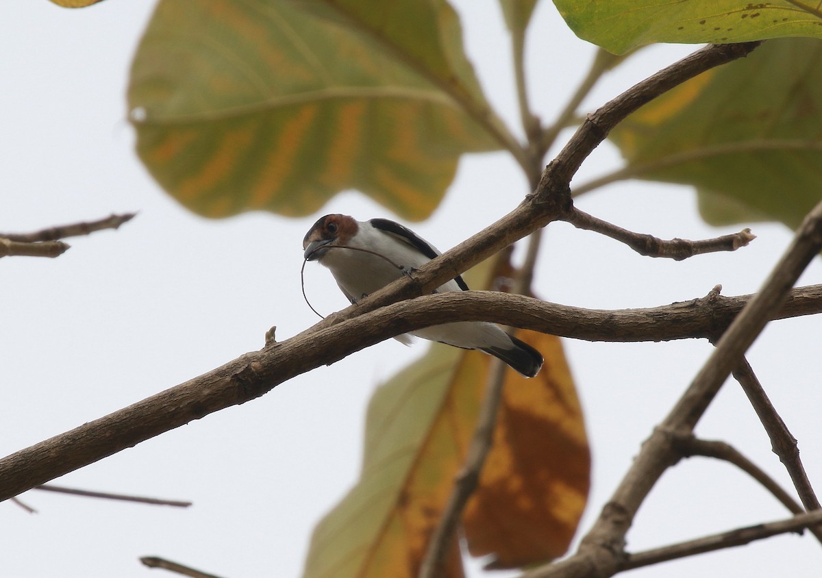 Black-crowned Tityra - ML616501325