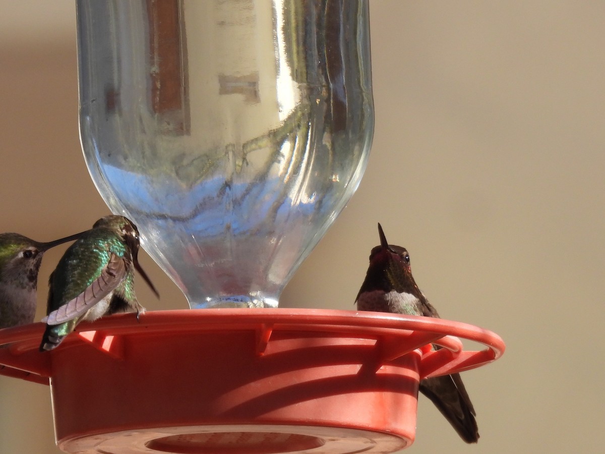 Costa's Hummingbird - ML616501333
