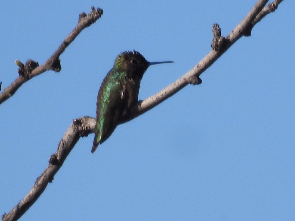 Anna's Hummingbird - ML616501334
