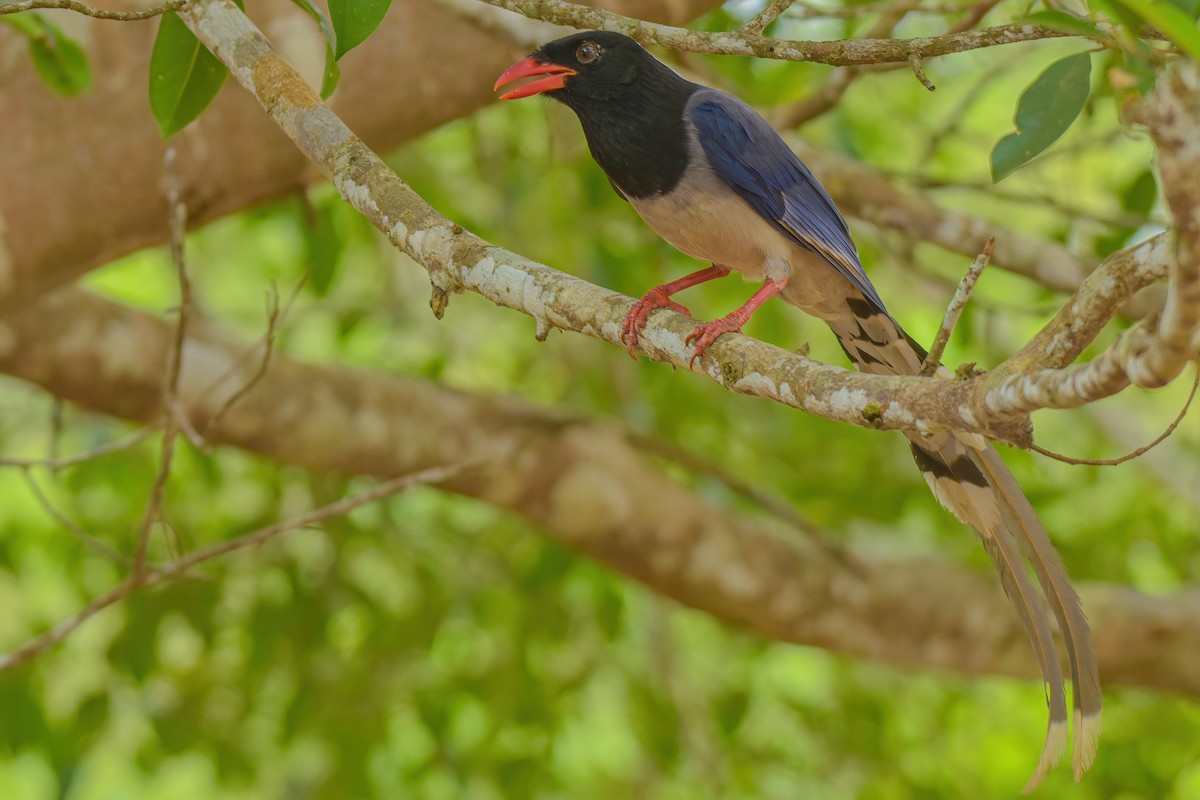 Red-billed Blue-Magpie - Thitiphon Wongkalasin