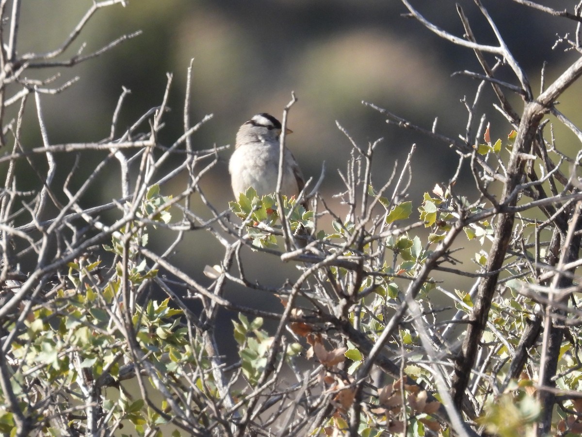 White-crowned Sparrow - ML616501410