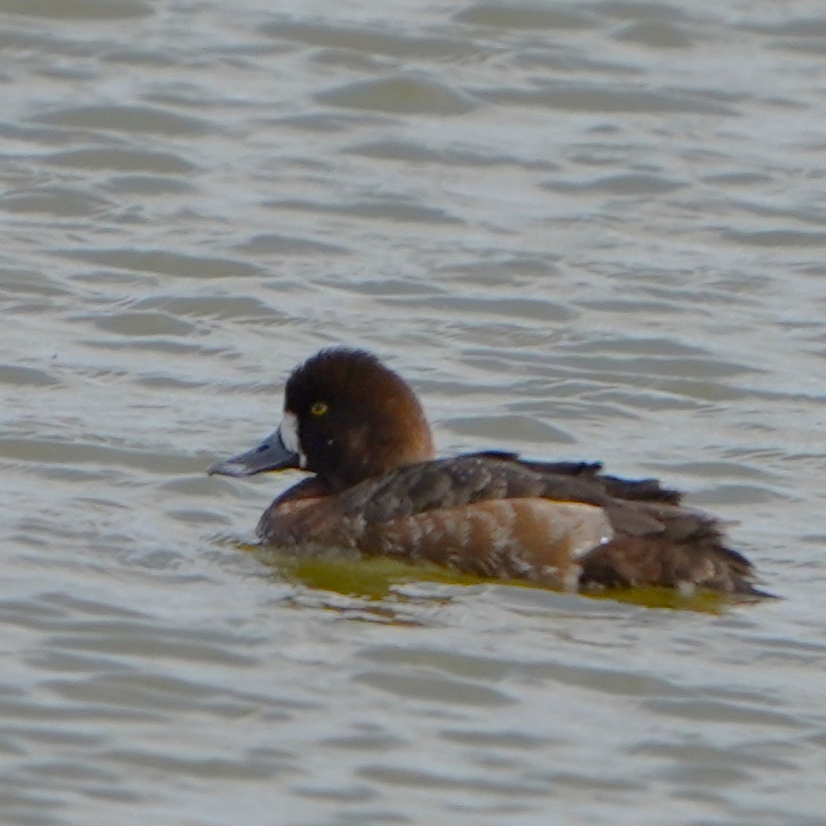 Greater Scaup - ML616501449