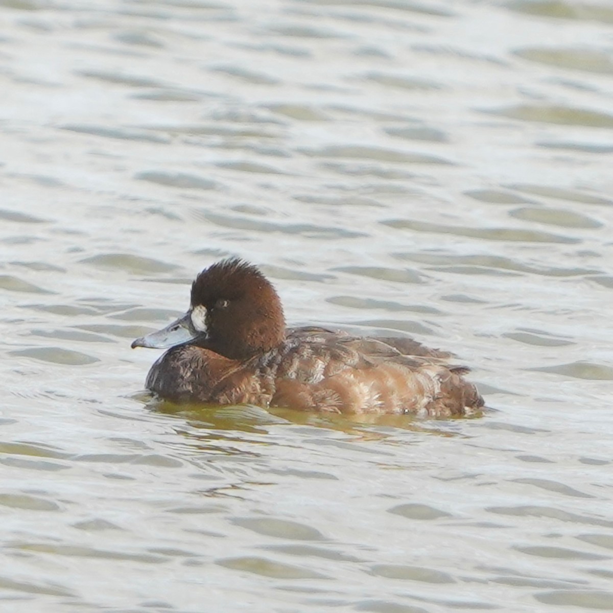 Greater Scaup - ML616501450
