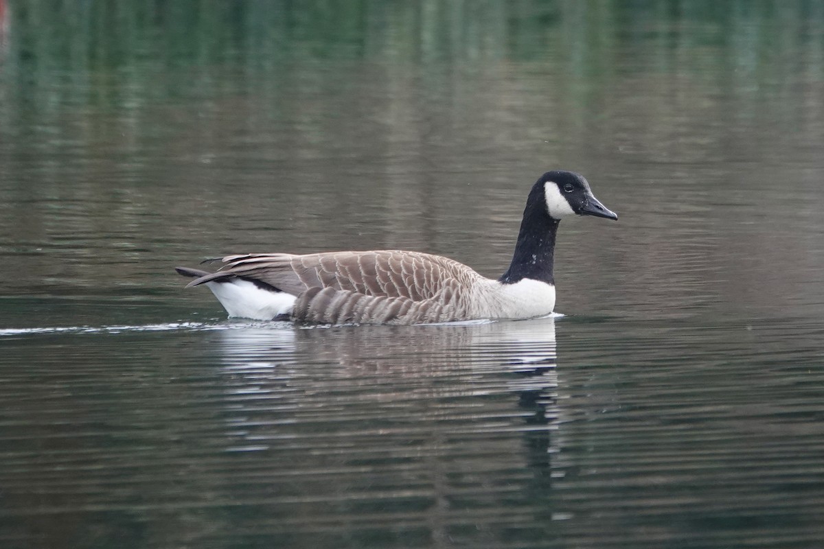 Canada Goose - ML616501453