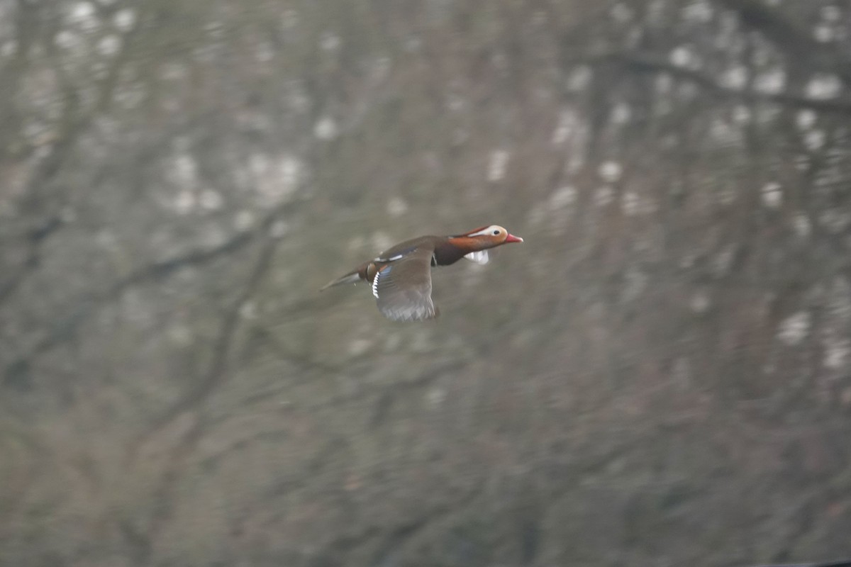 Mandarin Duck - ML616501465