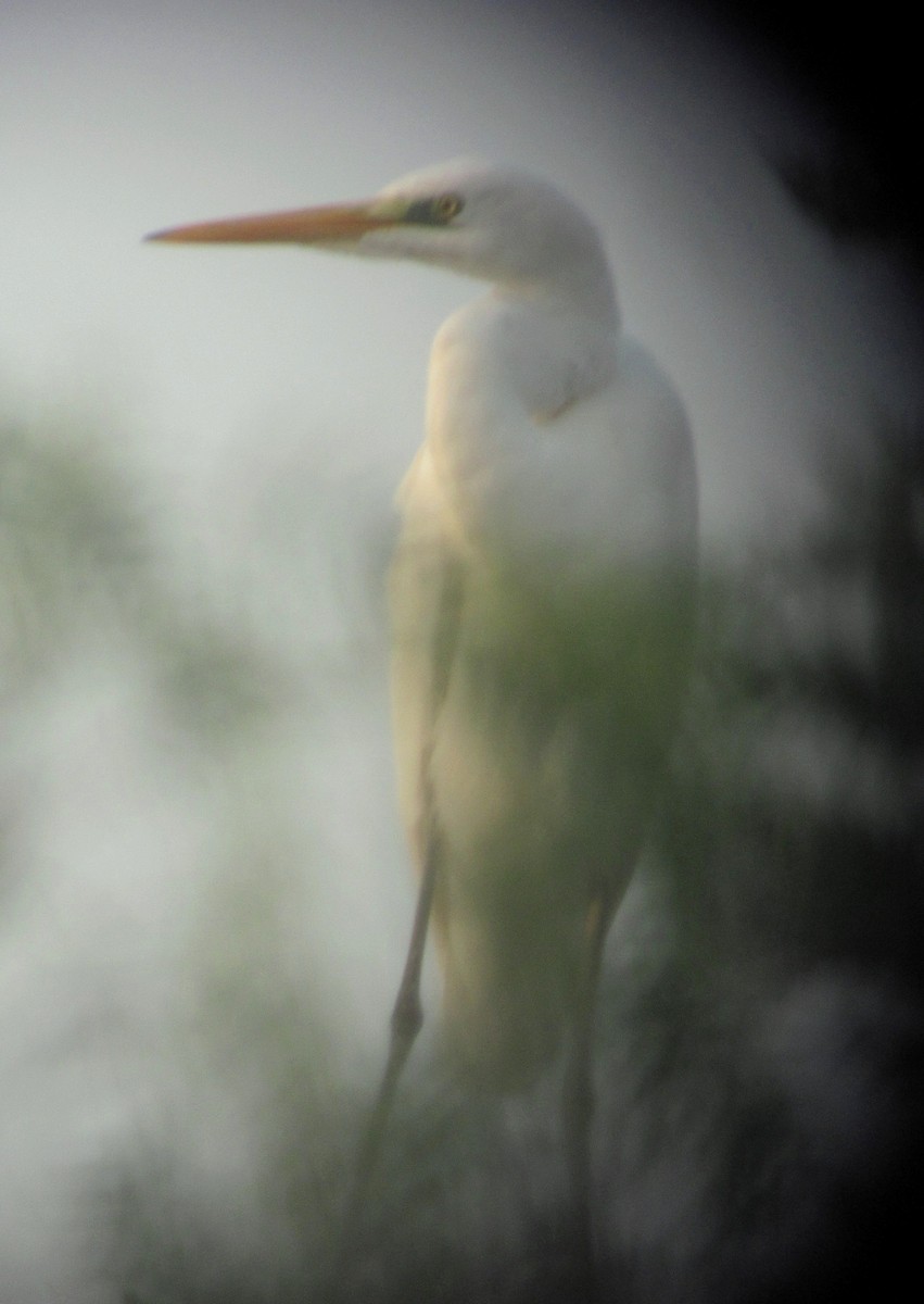 Great Egret - ML616501485