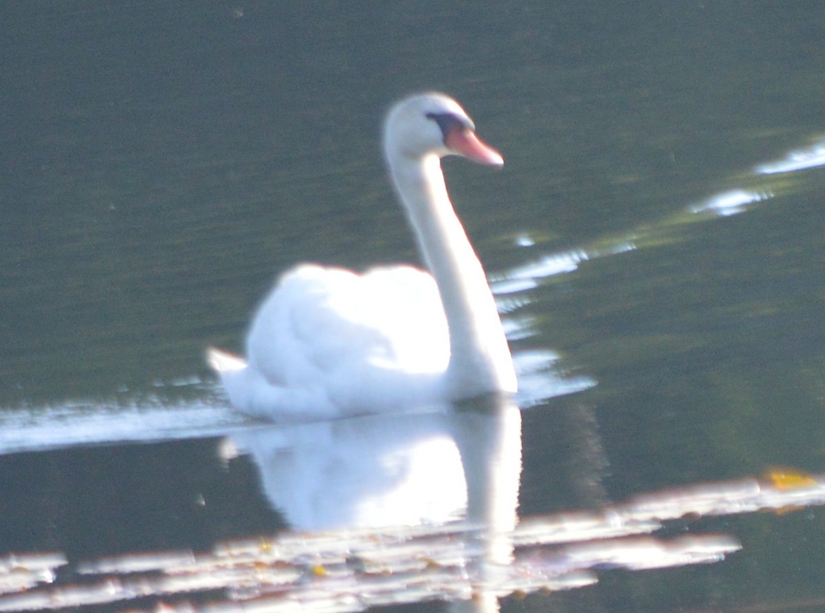 Cygne tuberculé - ML61650151