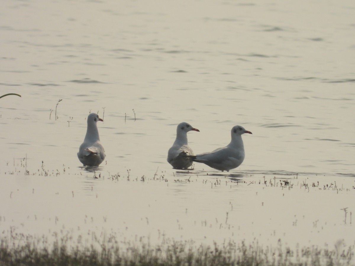 Brown-headed Gull - Hakimuddin F Saify