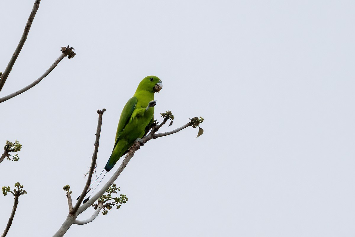 Папужець-віхтьохвіст зелений - ML616501560