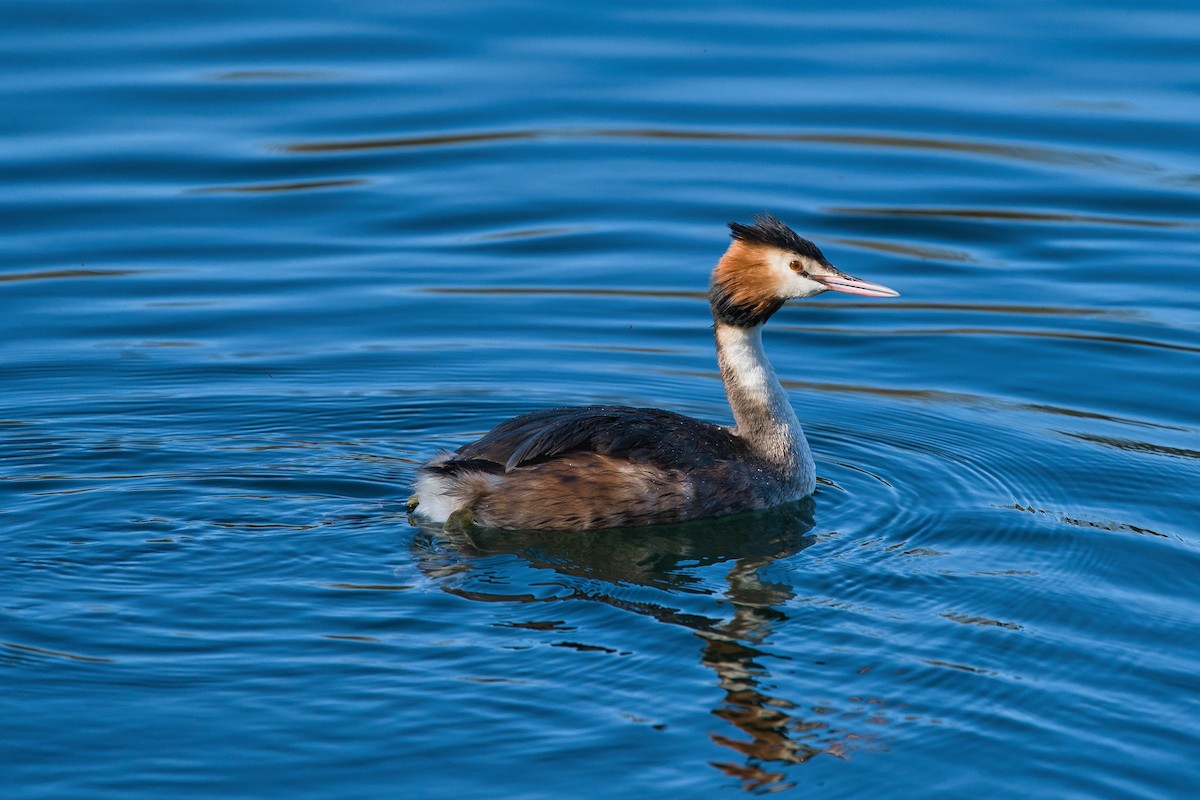 Great Crested Grebe - ML616501565