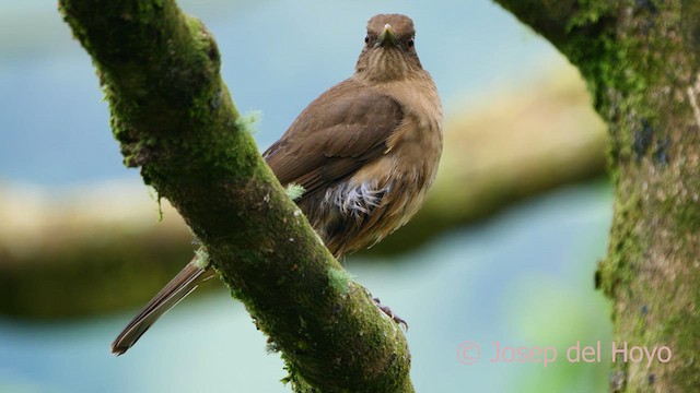 Clay-colored Thrush - ML616501693