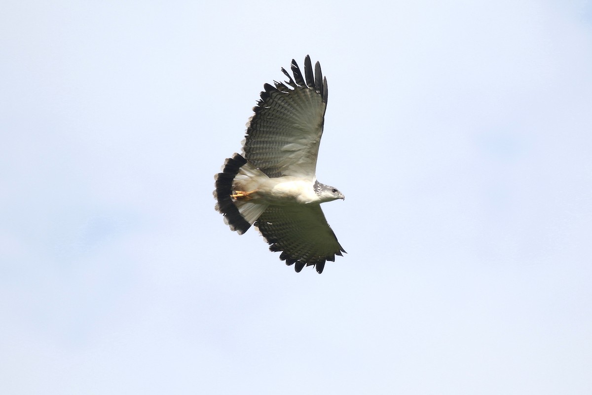 Gray-backed Hawk - Neil Osborne