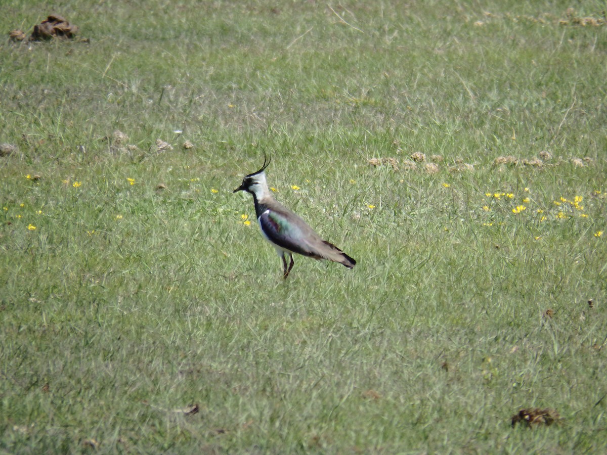 Northern Lapwing - ML616501744