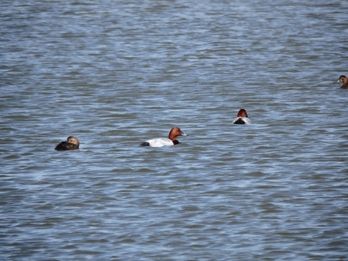 Common Pochard - ML616501757