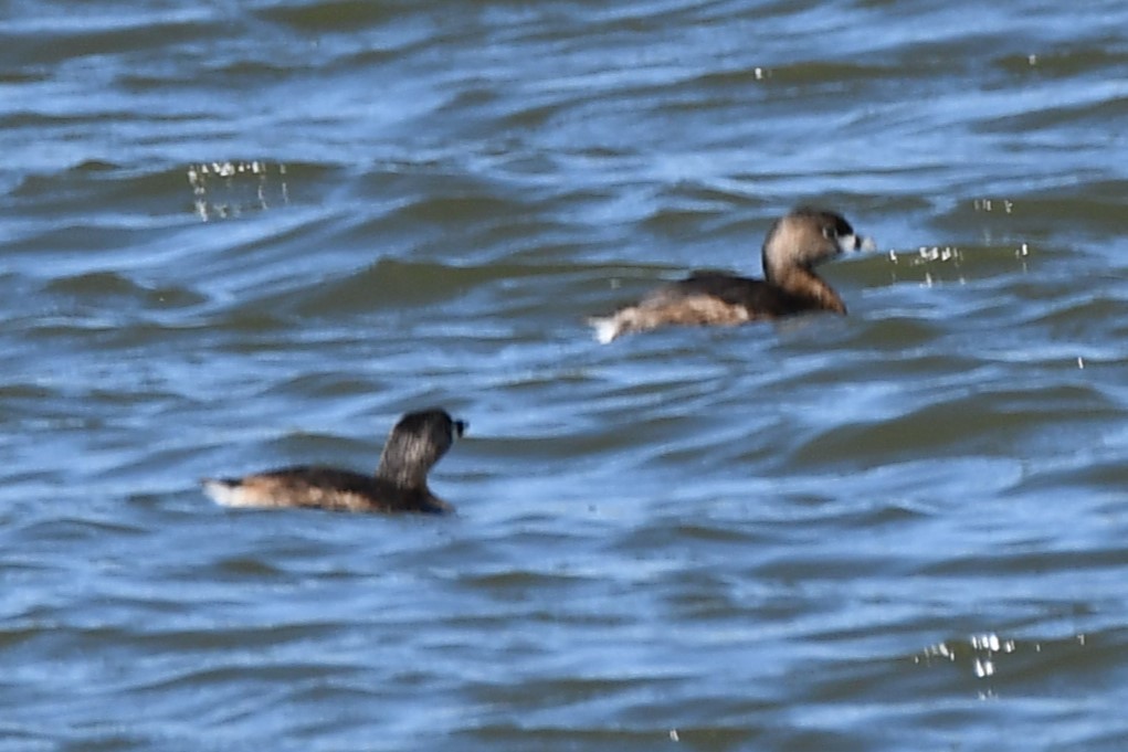 Pied-billed Grebe - ML616501778