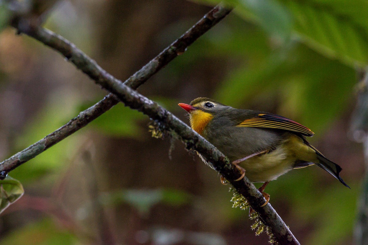 Red-billed Leiothrix - ML616501780