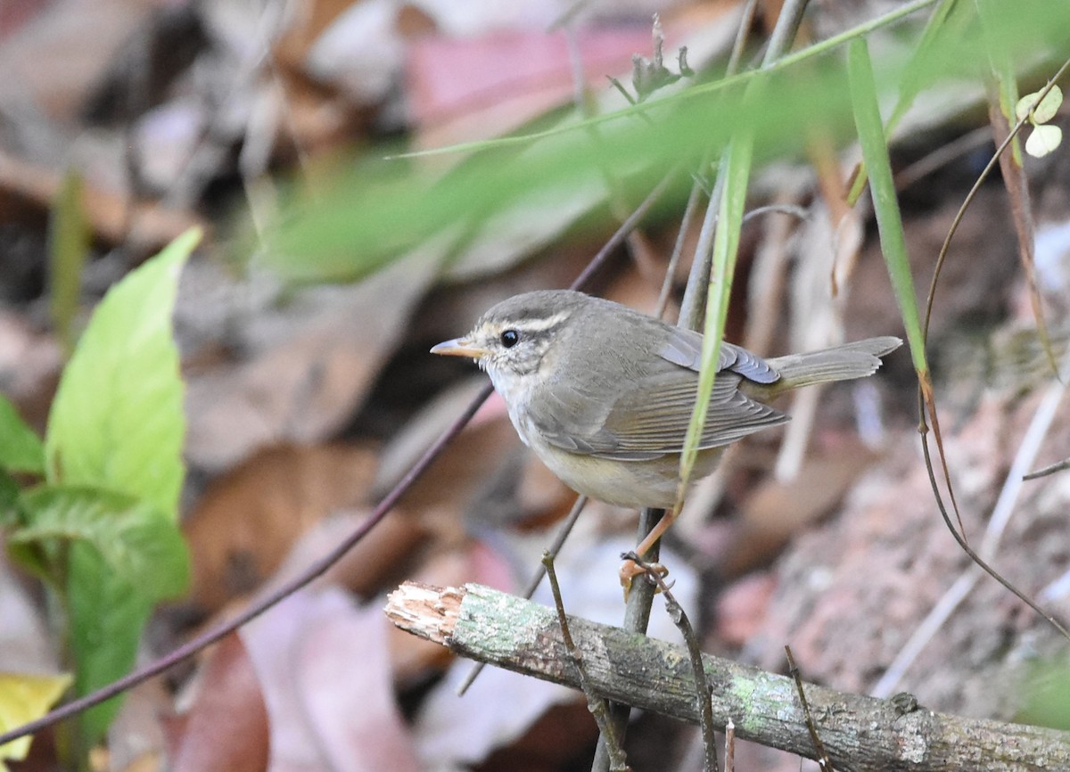 Radde's Warbler - ML616501864