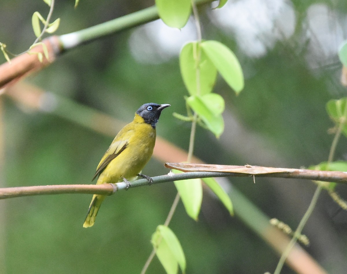 Black-headed Bulbul - He Ji-geng