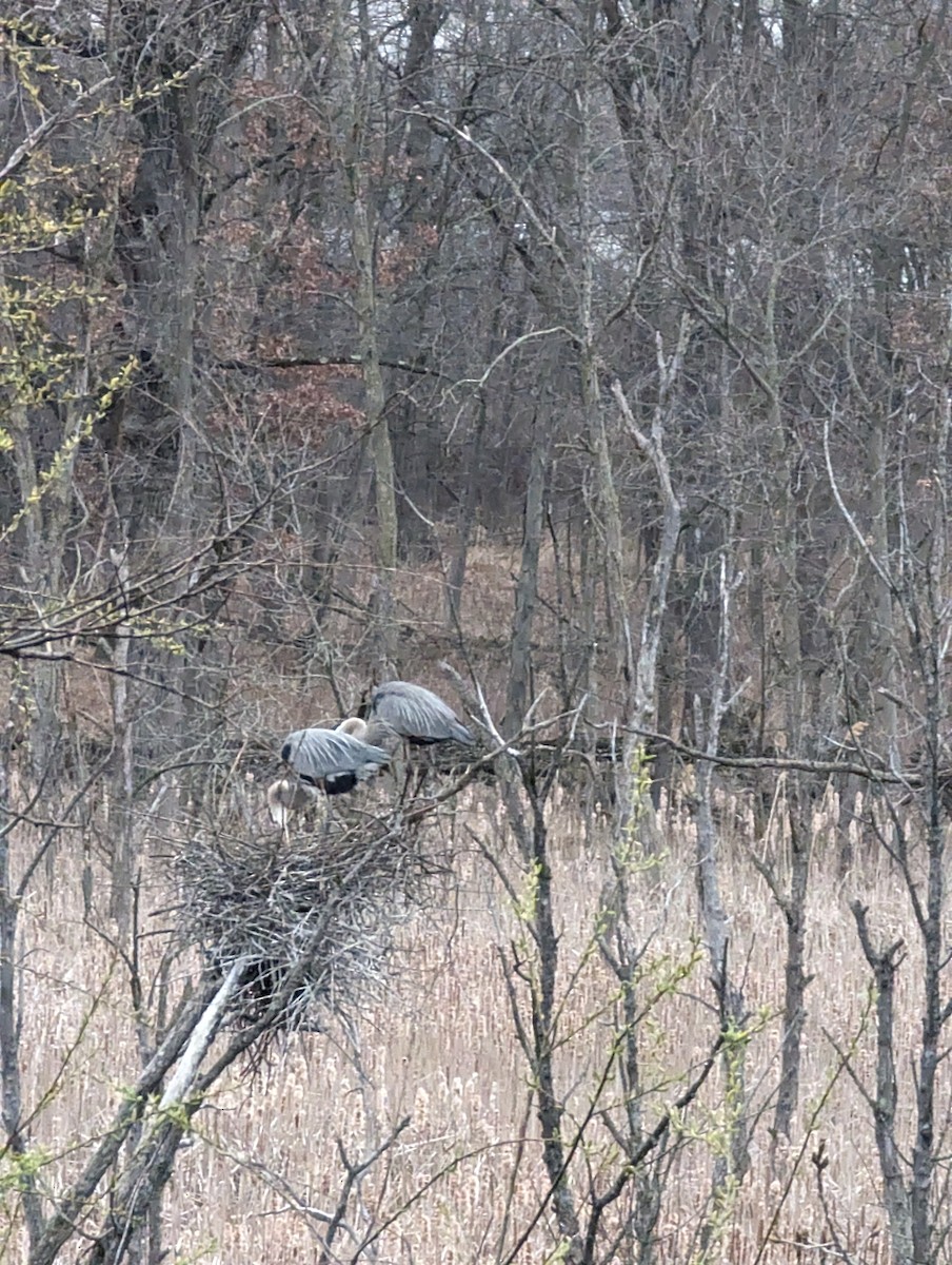 Great Blue Heron - ML616501943