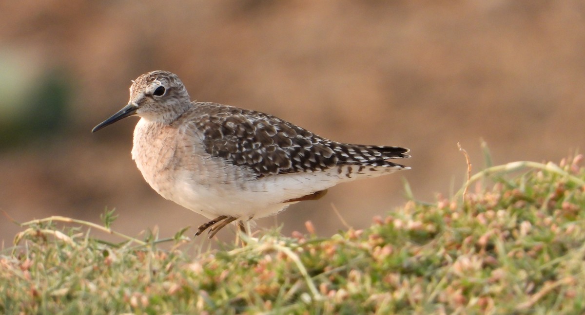 Wood Sandpiper - ML616502047