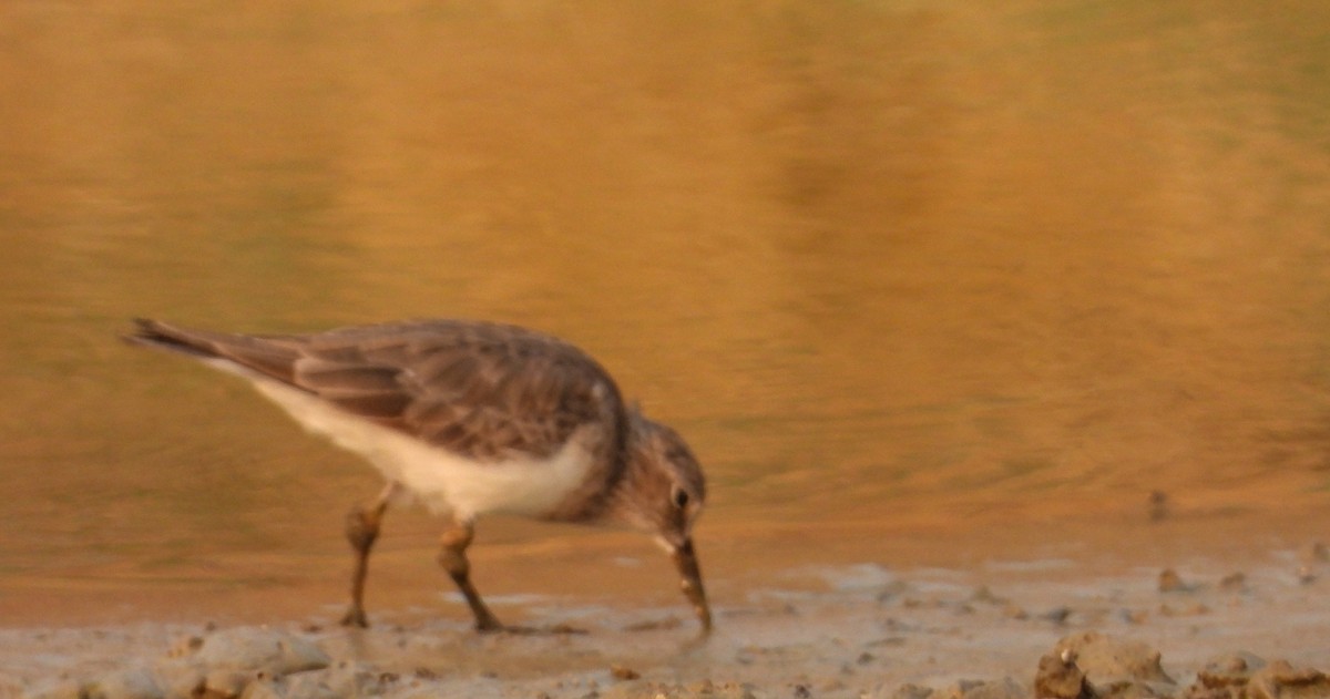 Temminck's Stint - ML616502056