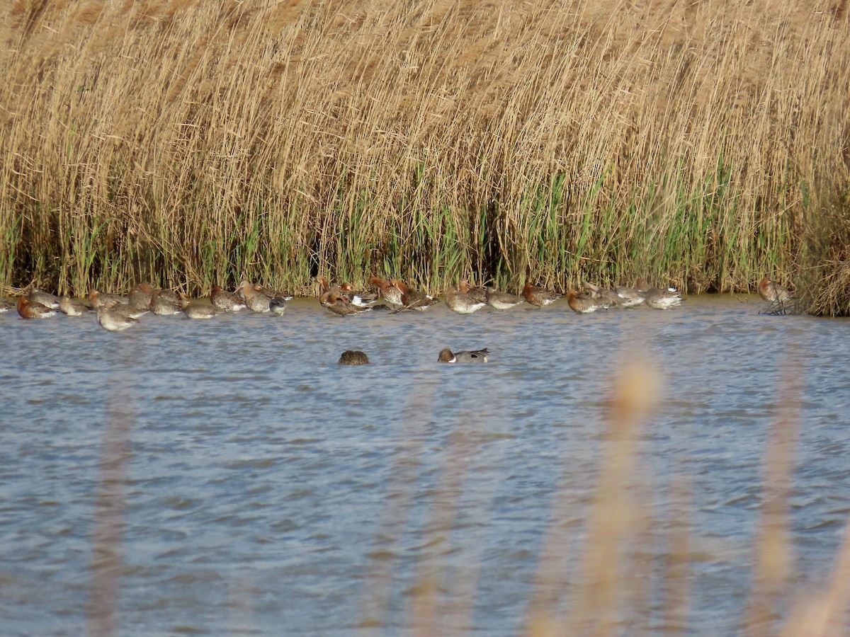 Black-tailed Godwit - ML616502058