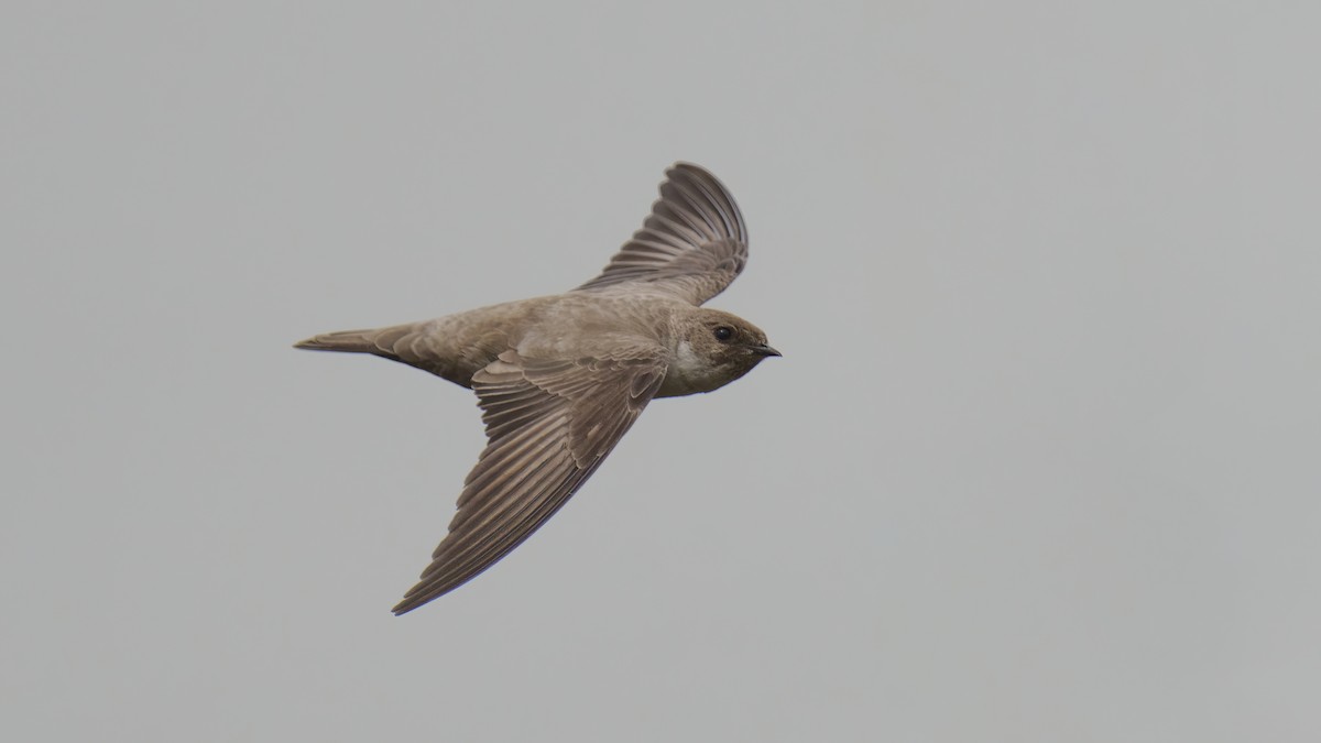 Eurasian Crag-Martin - Rui Pereira | Portugal Birding