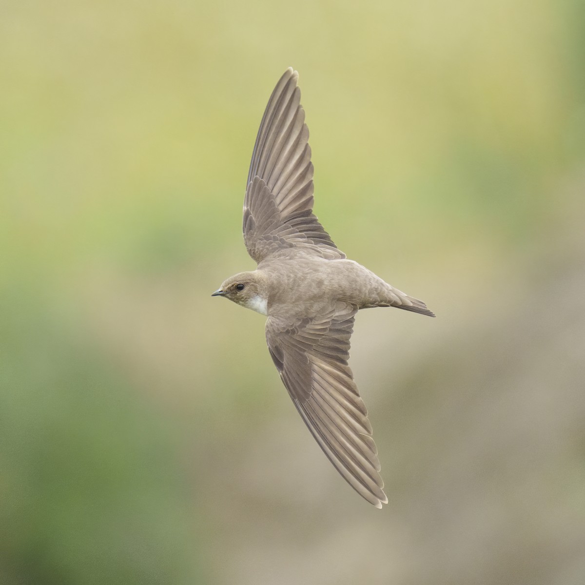 Eurasian Crag-Martin - Rui Pereira | Portugal Birding