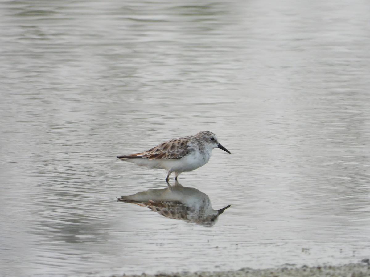 Little Stint - ML616502087