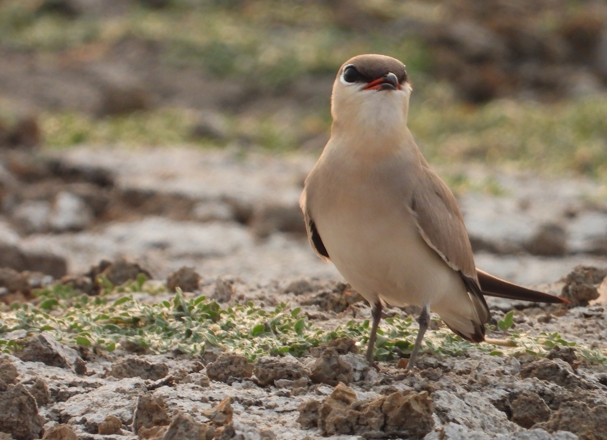 Small Pratincole - ML616502096