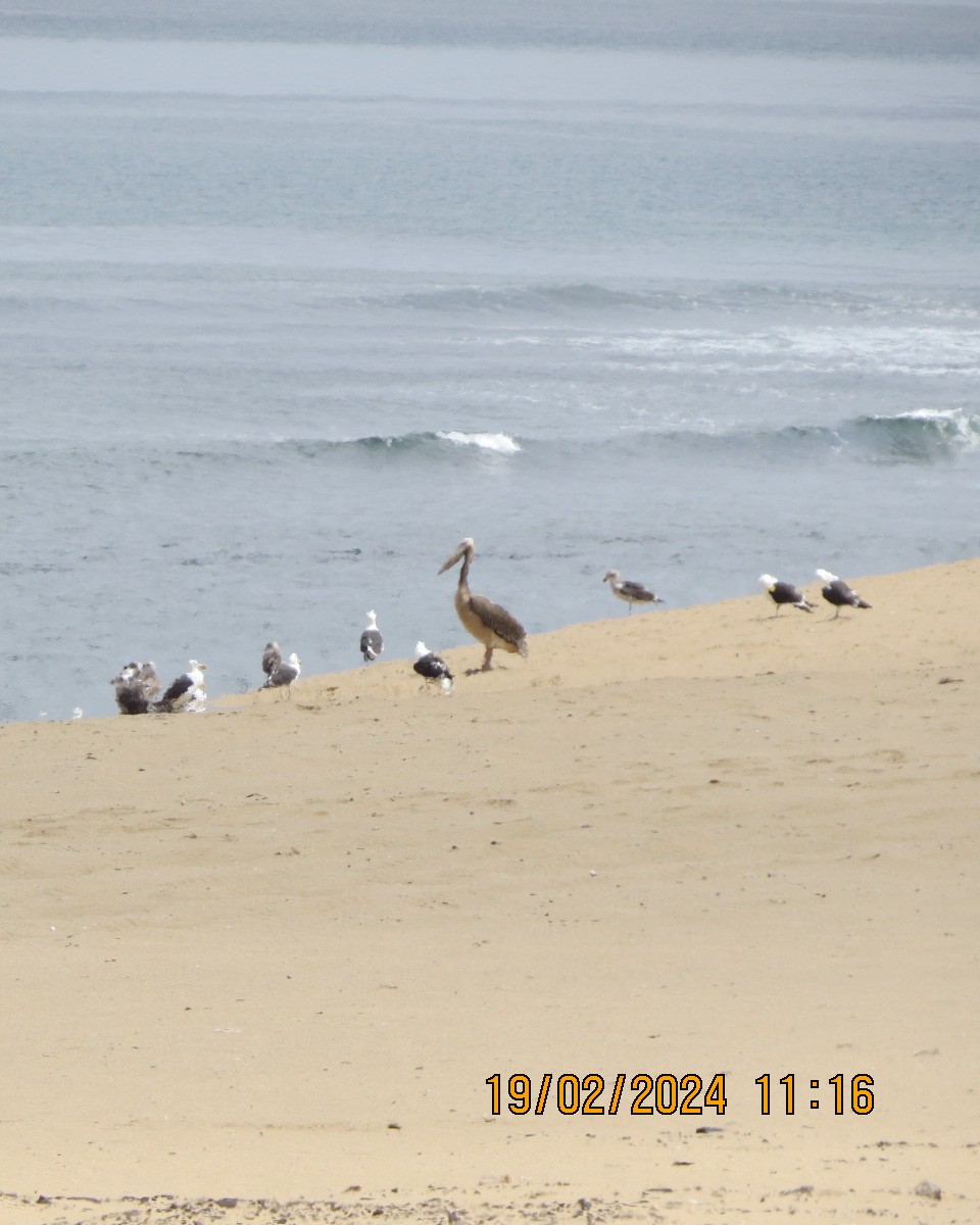 Great White Pelican - ML616502105