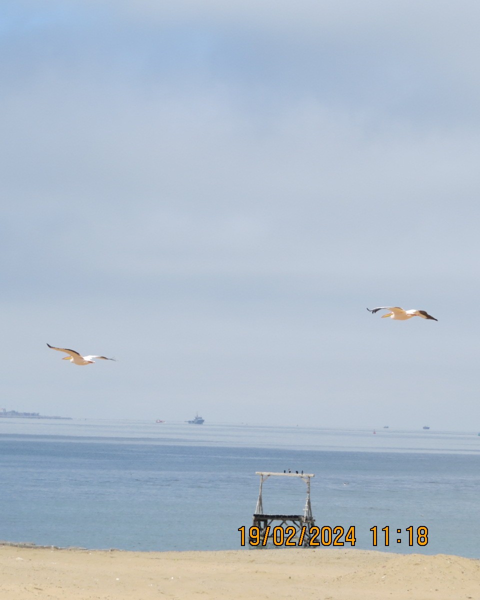 Great White Pelican - ML616502107