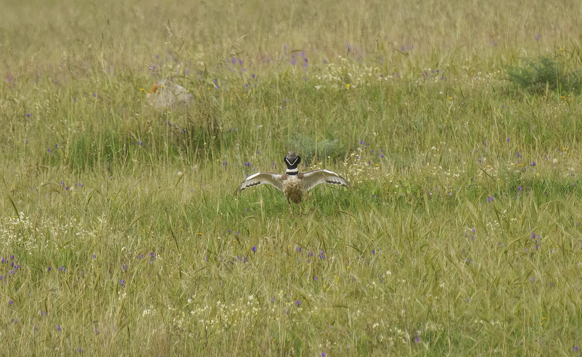 Little Bustard - Rui Pereira | Portugal Birding