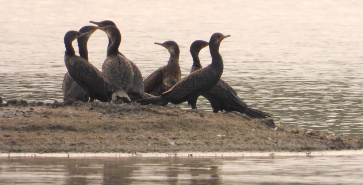 Great Cormorant - ML616502124