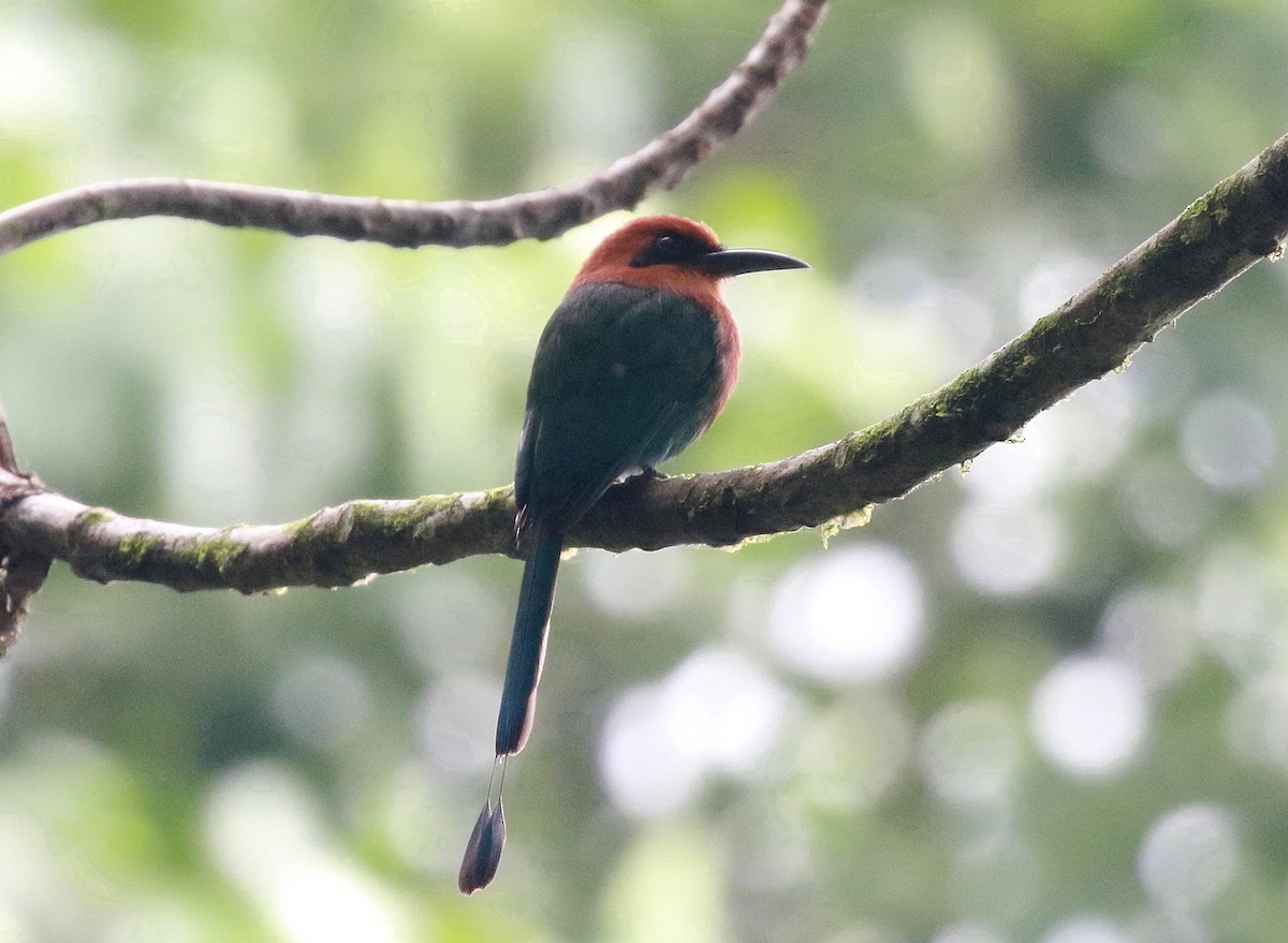 Rufous Motmot - ML616502126