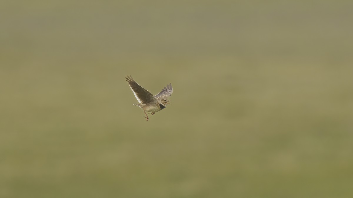 Calandra Lark - Rui Pereira | Portugal Birding