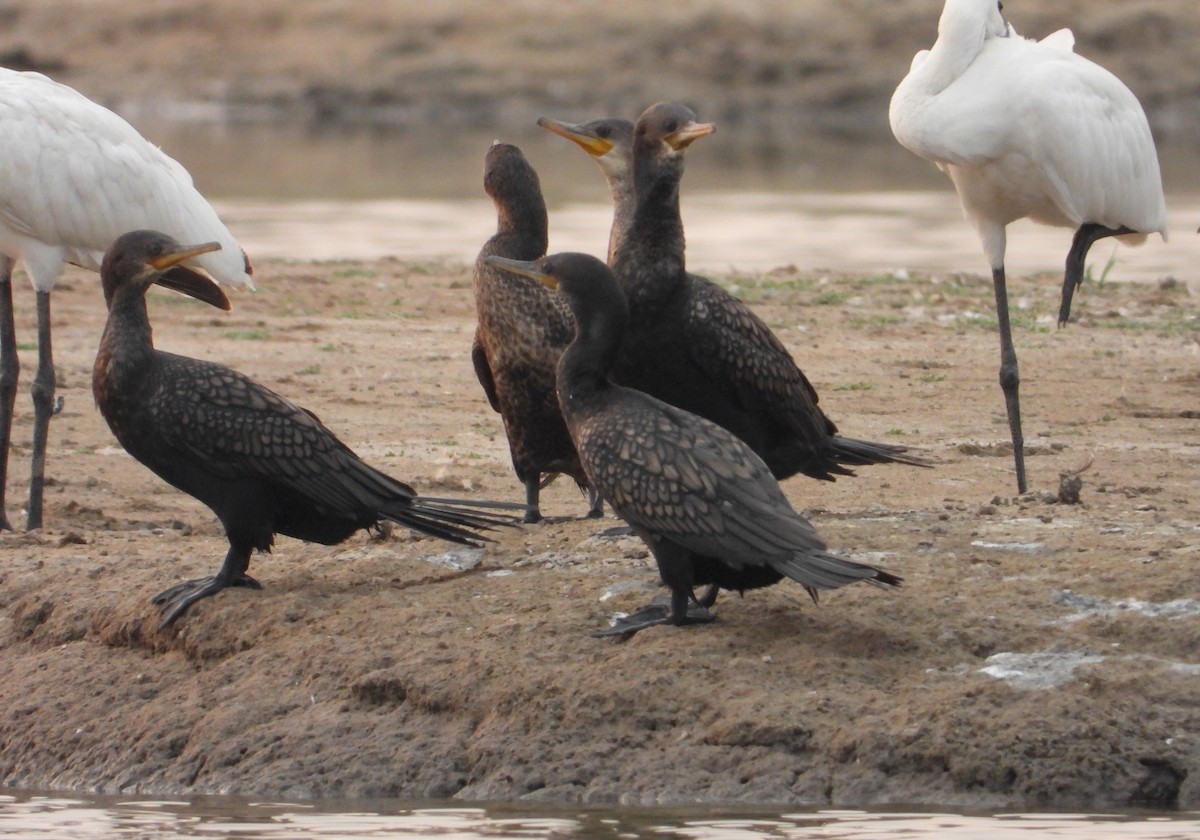 Great Cormorant - ML616502131