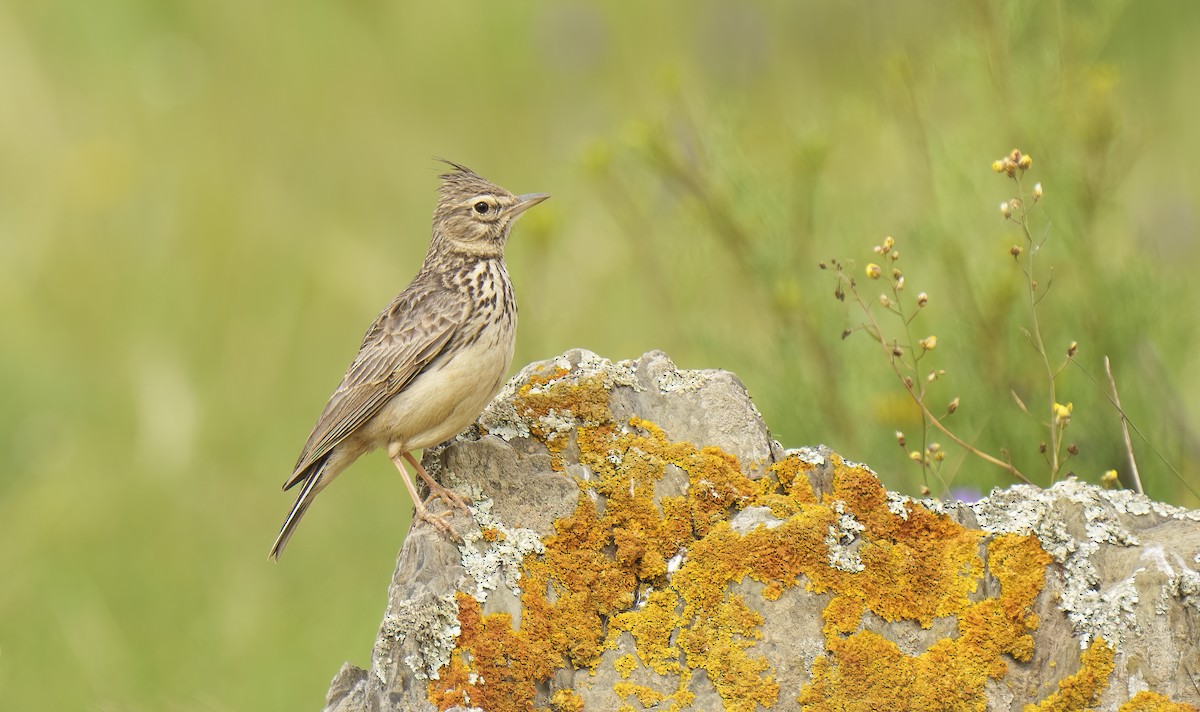 Crested Lark - Rui Pereira | Portugal Birding