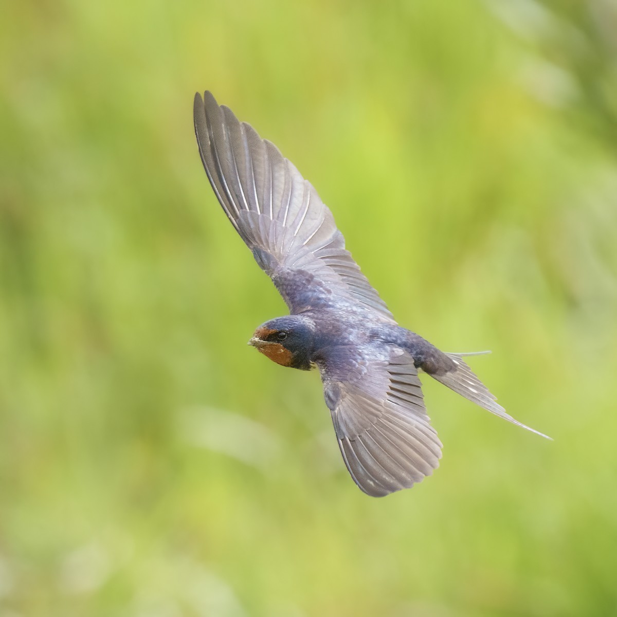 Barn Swallow - Rui Pereira | Portugal Birding