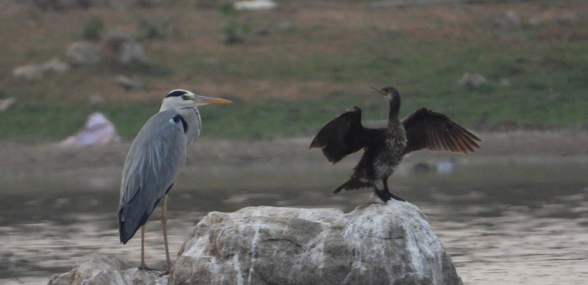 Gray Heron - ML616502145