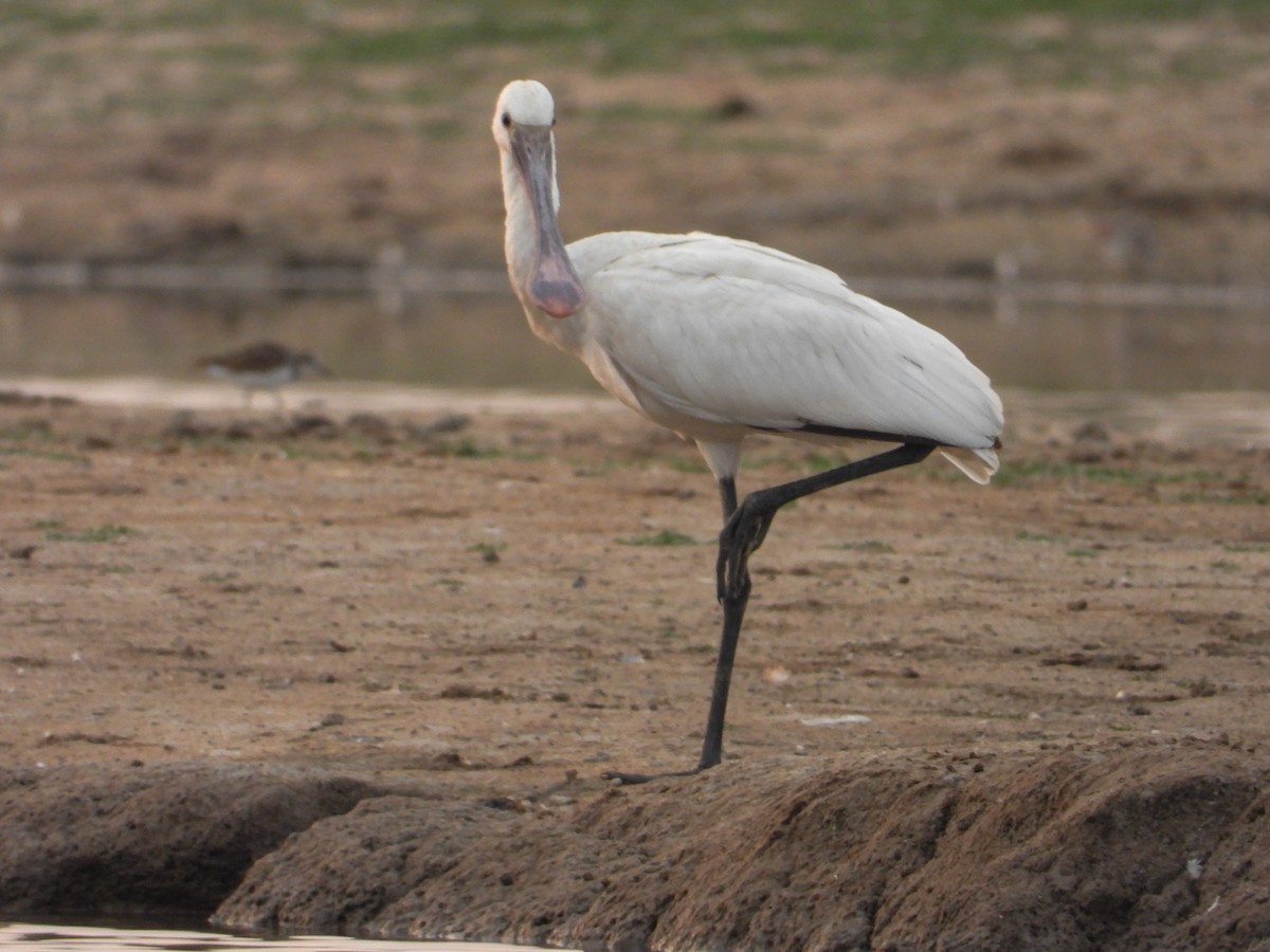 Eurasian Spoonbill - ML616502147