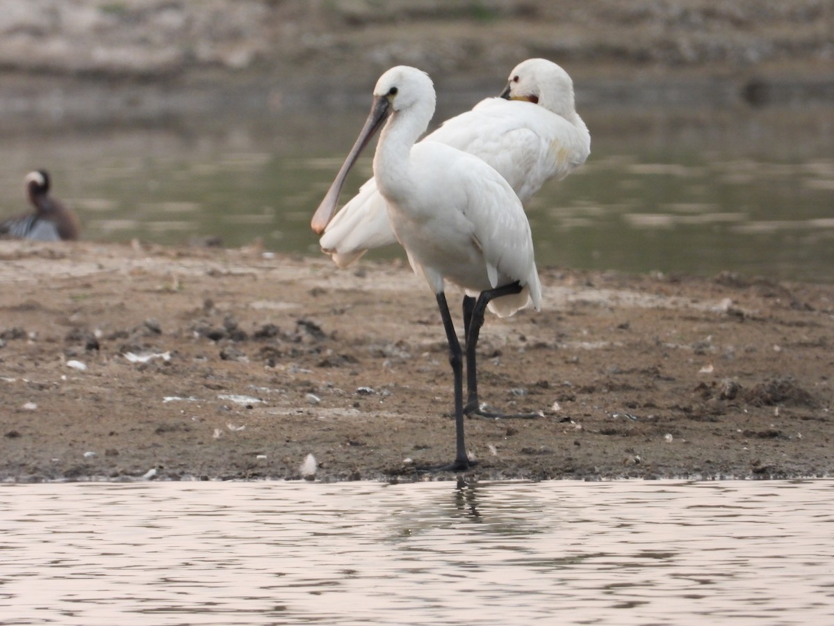 Eurasian Spoonbill - ML616502153