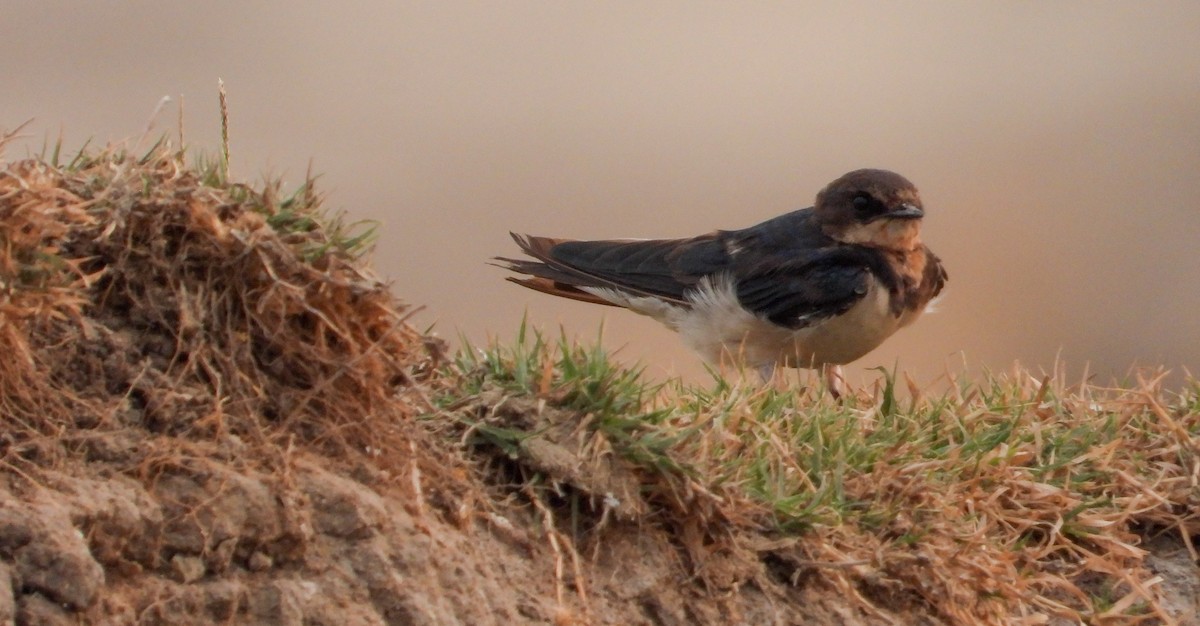 Barn Swallow - ML616502159